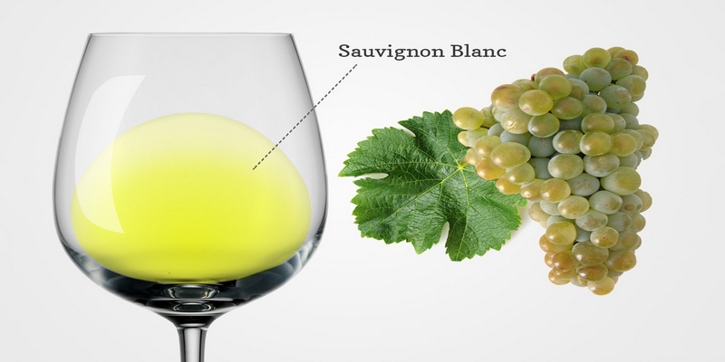 Sauvignon Blanc là một trong những giống nho làm rượu vang trắng phổ biến nhất thế giới